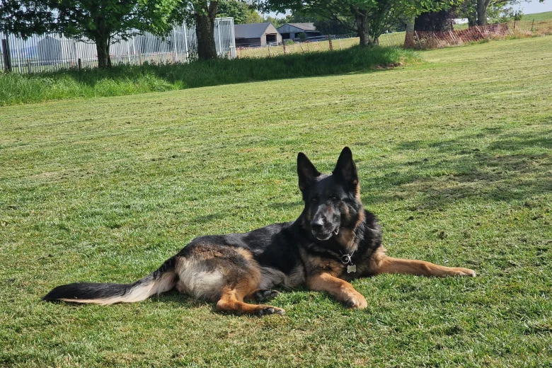 German Shepherd (Alsatian)