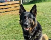 German Shepherd (Alsatian)