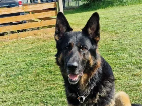 German Shepherd (Alsatian)