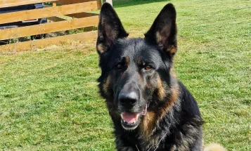 German Shepherd (Alsatian)