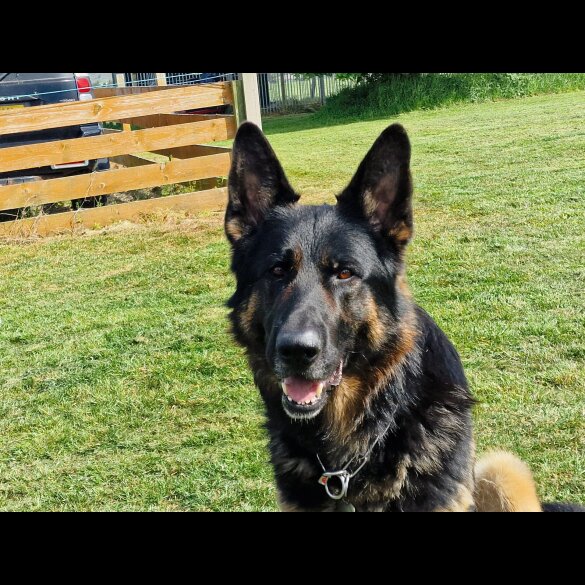 German Shepherd (Alsatian)