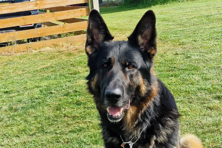 German Shepherd (Alsatian)