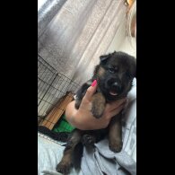 German Shepherd (Alsatian) - Both