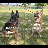 German Shepherd (Alsatian) - Both