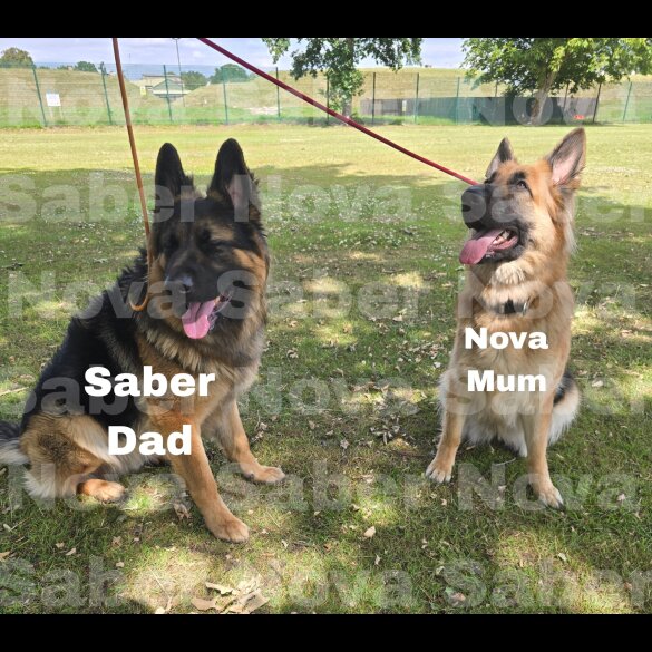 German Shepherd (Alsatian) - Both