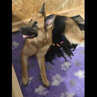 German Shepherd (Alsatian) - Both