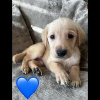 Goldendoodle - Both