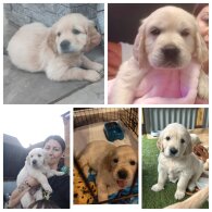 Golden Retriever - Both