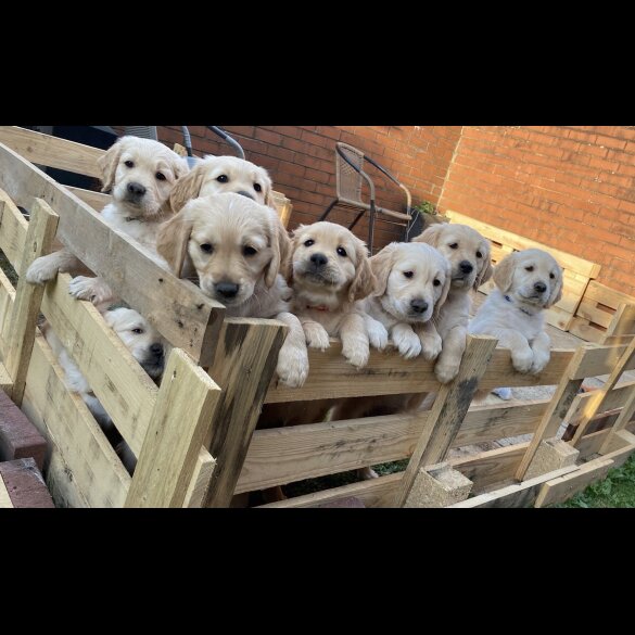 Golden Retriever - Bitches