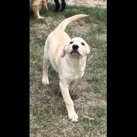 Goldendoodle - Both