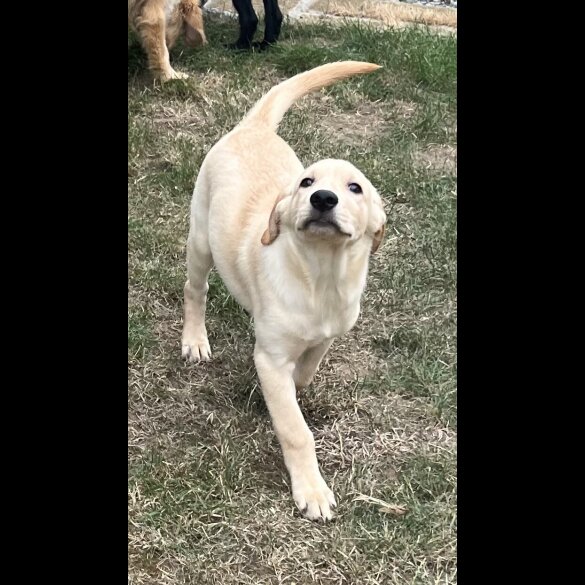 Goldendoodle - Both