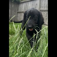 Goldendoodle - Both