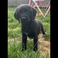 Goldendoodle - Both