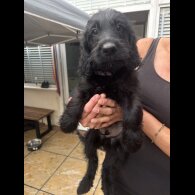 Goldendoodle - Both