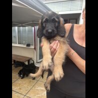 Goldendoodle - Both