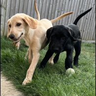 Goldendoodle - Both