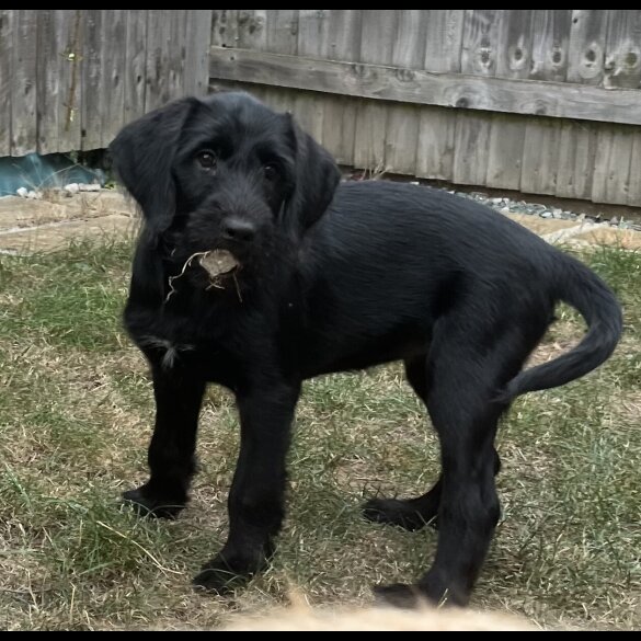 Goldendoodle - Both