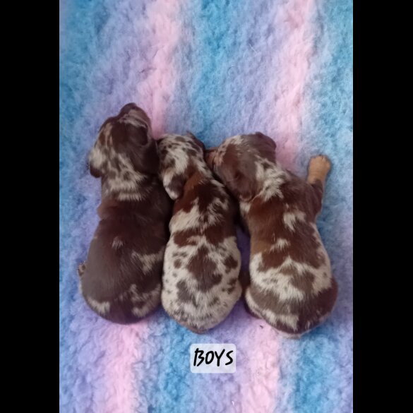 Dachshund (Smooth Haired) - Both