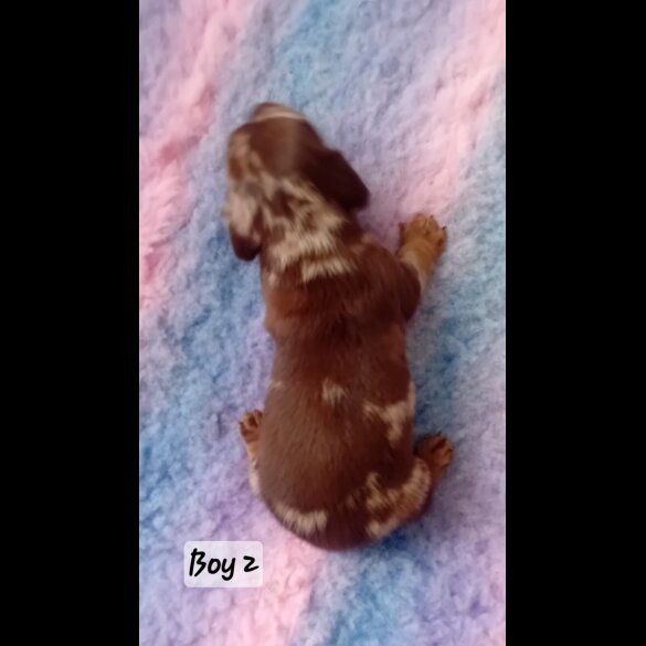 Dachshund (Smooth Haired) - Both