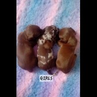 Dachshund (Smooth Haired) - Both