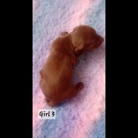 Dachshund (Smooth Haired) - Both
