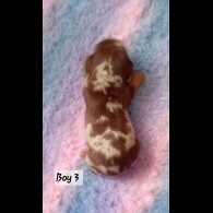 Dachshund (Smooth Haired) - Both