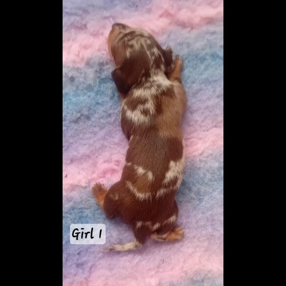 Dachshund (Smooth Haired) - Both