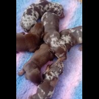 Dachshund (Smooth Haired) - Both