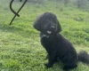 Miniature Poodle