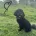 Miniature Poodle