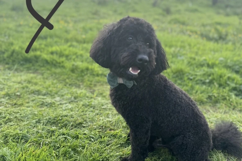 Miniature Poodle
