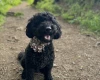 Miniature Poodle