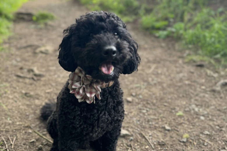 Miniature Poodle
