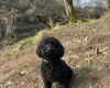 Miniature Poodle