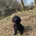Miniature Poodle