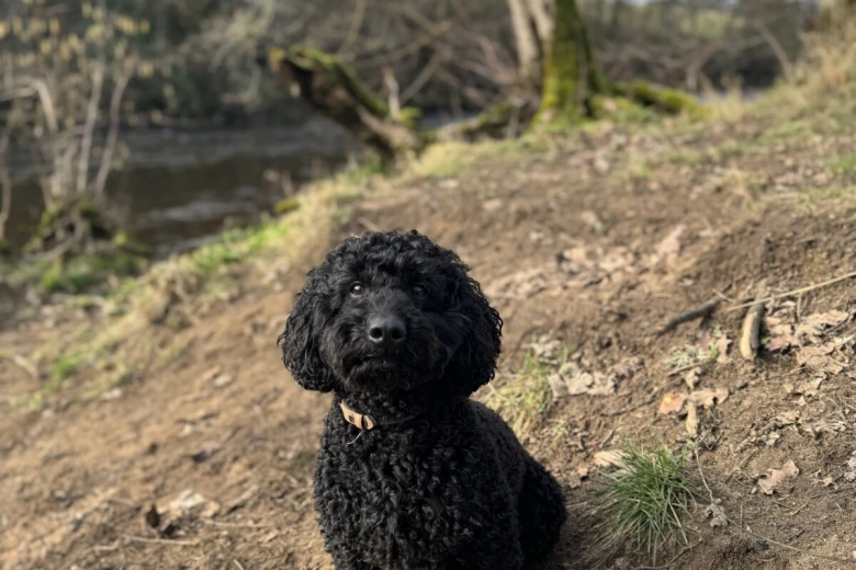 Miniature Poodle