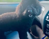 Miniature Poodle