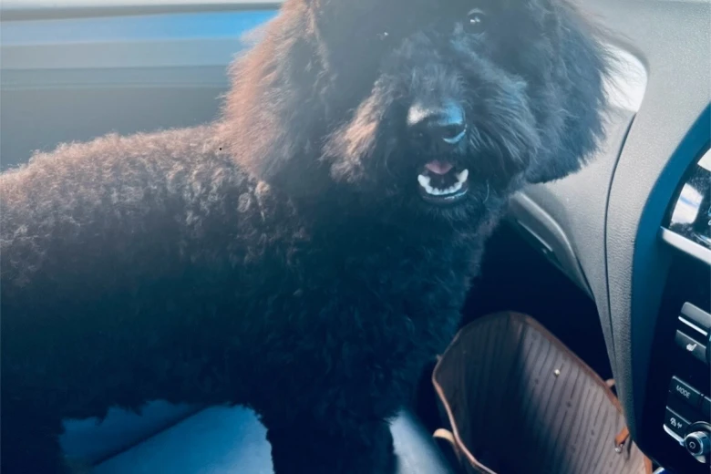 Miniature Poodle