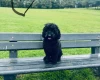 Miniature Poodle