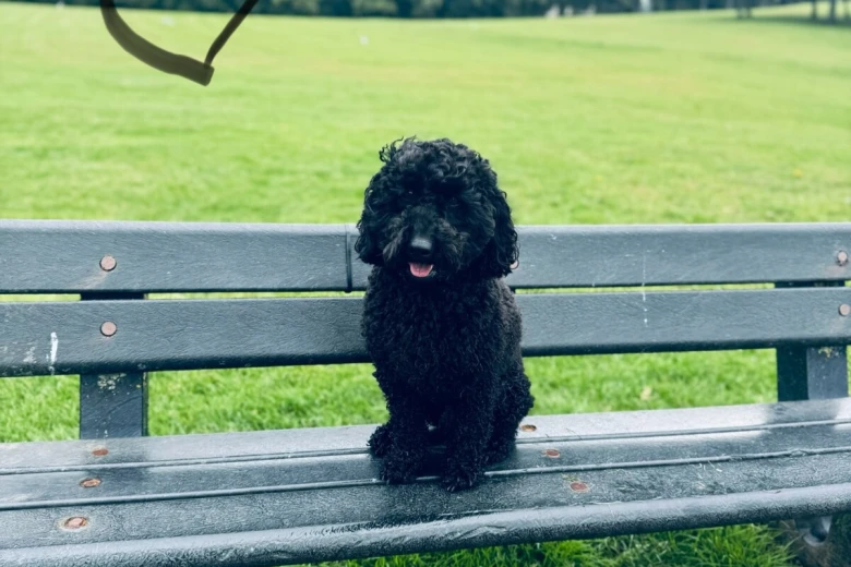 Miniature Poodle