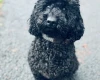 Miniature Poodle