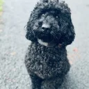 Miniature Poodle