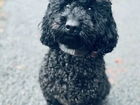 Miniature Poodle