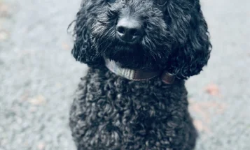 Miniature Poodle