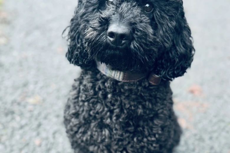 Miniature Poodle