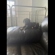 Great Dane - Both
