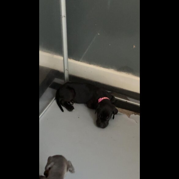 Great Dane - Both