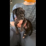 Great Dane - Both