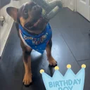 French Bulldog