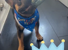 French Bulldog